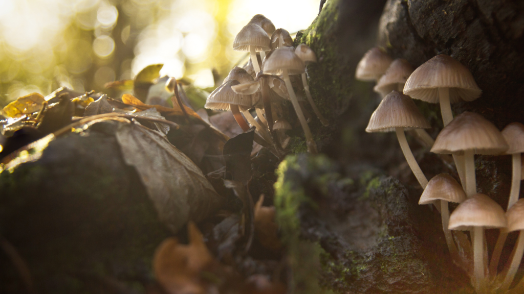 magic mushroom capsules