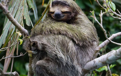 Best Night Tour in La Fortuna for Exploring Costa Rica After Dark