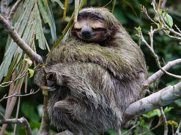 sloth watching trail